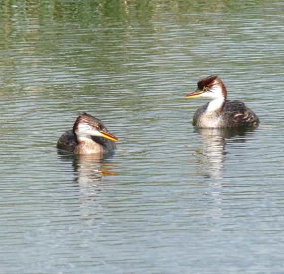 Birding Bolivia II